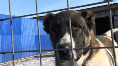 Жестокое кровопролитие: полиция изучает видео с собаками - vesti.ru - Воронеж