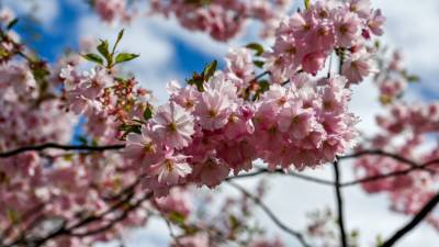 Метеорологи Японии объявили о начале цветения сакуры в Токио - nation-news.ru - Токио