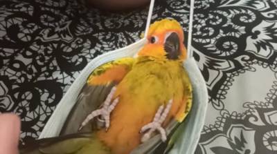 Хозяин сделал попугаю гамак из обычной маски - теперь птица оттуда не вылазит (Видео) - belta.by - Минск