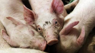 В Магадане обнаружены заражённые африканской чумой свиньи - eadaily.com - Магадан