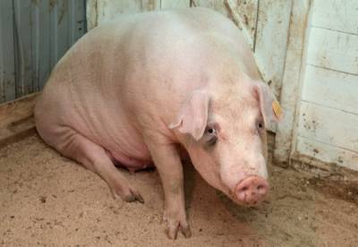 Вспышка африканской чумы свиней произошла в Магадане - interfax-russia.ru - Магадан