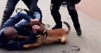 В Гааге полицейские натравили собак на протестующих против карантина (видео) - focus.ua - Гаага