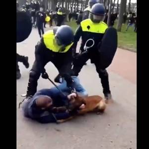 В Гааге на протестующих против карантина спустили собак - reporter-ua.com - Гаага