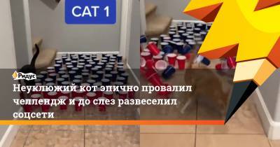 Неуклюжий кот эпично провалил челлендж идослез развеселил соцсети - ridus.ru