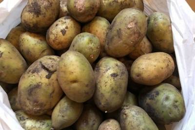 Россия может ограничить ввоз картофеля из Казахстана - aif.ru - Россия - Казахстан