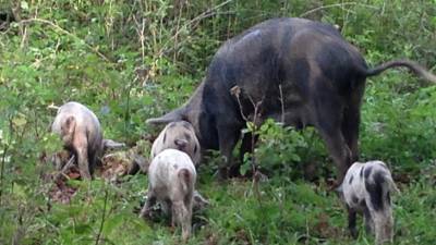 В Магадане зафиксировали вспышку африканской чумы свиней - mir24.tv - Магадан