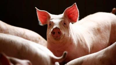 Африканскую чуму свиней выявили в Приморье - gazeta.ru - Приморье край - район Надеждинский - Новый, район Надеждинский