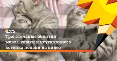 Трогательные объятия мамы-кошки и неугомонного котенка попали на видео - ridus.ru