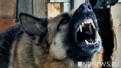 Агрессивные собаки, нападающие на екатеринбуржцев, нашли укрытие у военных - newdaynews.ru
