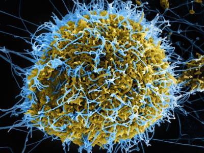 Источником новой вспышки лихорадки Эбола мог стать человек, заразившийся пять лет назад - polit.ru - Гвинея