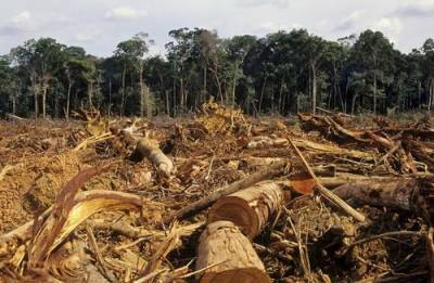 Reuters: Планете грозит катастрофическое изменение климата из-за массового уничтожения тропических лесов - argumenti.ru - Франция - Норвегия - Индонезия