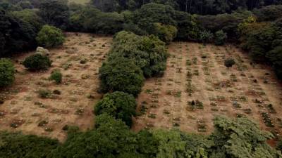 Сотни могил подготовили в Бразилии для жертв коронавируса. - riafan.ru - Бразилия