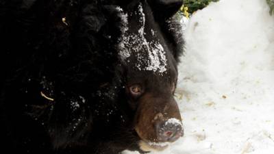 В первый день тепла в екатеринбургском зоопарке проснулись медведи (ВИДЕО) - newdaynews.ru - Екатеринбург