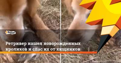 Ретривер нашел новорожденных кроликов и спас их от хищников - ridus.ru