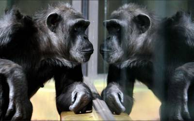 В зоопарках Чехии во время карантина устраивают видеоконференции между шимпанзе - vchaspik.ua - Украина - Чехия