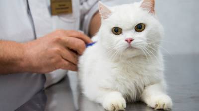 Российские ученые разработали вакцину против коронавируса для животных - m24.ru - Москва