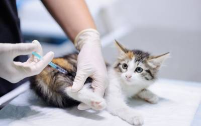 Российская вакцина от COVID-19 для животных появится уже в конце апреля - readovka.news - Россия