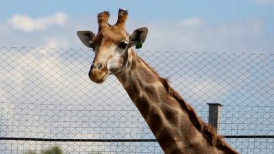 Гены жирафов помогут в борьбе с гипертонией - mir24.tv