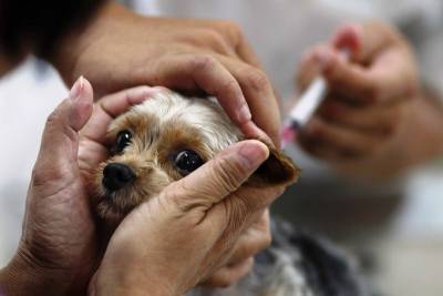 Россия в конце апреля представит вакцину от COVID-19 для животных - ivbg.ru - Россия
