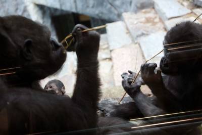 Мирослав Бобек - Две гориллы заразились COVID-19 в Пражском зоопарке - vm.ru