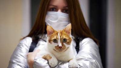 В Италии кошка заразились британским штаммом коронавируса - gazeta.ru - Италия