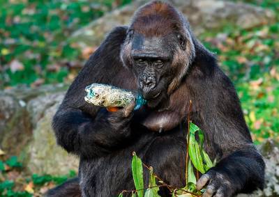 Еще две гориллы в Пражском зоопарке заразились коронавирусом - vinegret.cz - Чехия