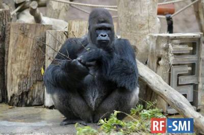 Мирослав Бобек - В Пражском зоопарке подтвердили заражение коронавирусом еще двух горилл - rf-smi.ru