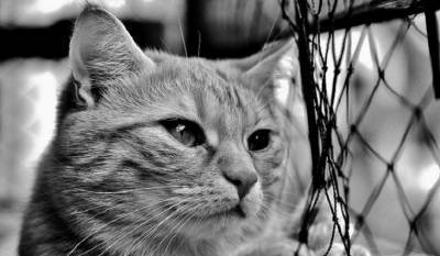 Итальянская кошка подхватила «британский» коронавирус - mirnov.ru - Italy