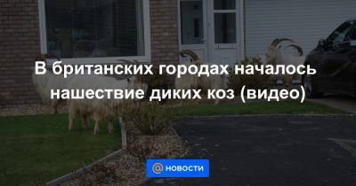 В британских городах началось нашествие диких коз (видео) - news.mail.ru - Англия - Лландидно