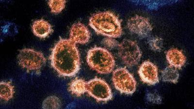 Европа ищет новые штаммы коронавируса - ru.euronews.com - Россия - Франция - Англия - Испания - Евросоюз