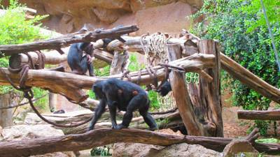 В Чехии для шимпанзе из двух зоопарков устроили видеовстречи - mir24.tv - Чехия