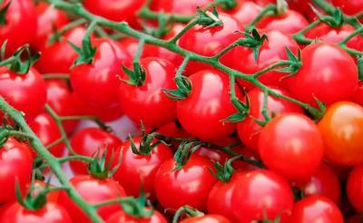 Узбекистан ужесточит контроль за качеством томатов, отправляемых в Россию - podrobno.uz - Россия - Узбекистан - Ташкент