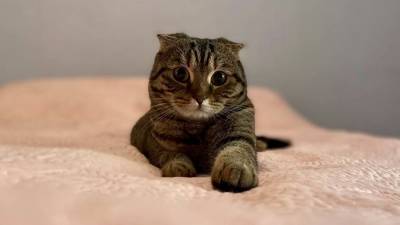 Эксперт перечислила смертельные опасности для владельцев кошек - m24.ru