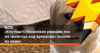 «Кто там?»: бесценная реакция пса на «монстра под кроватью» попала на видео - ridus.ru