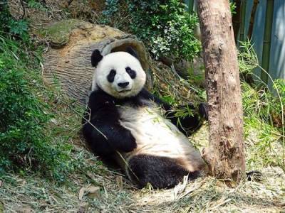 Большая панда напала на сотрудника зоопарка в Бельгии - argumenti.ru - Бельгия