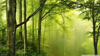 День лесов: что угрожает украинским лесам и что может сделать каждый для их сохранения - 24tv.ua