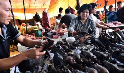 Эксперты ВОЗ связали появление ковида с торговлей дикими животными в КНР - newizv.ru - Китай