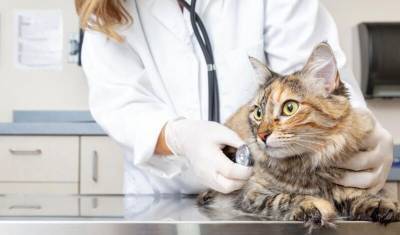 Ветеринары связали британский штамм ковида с сердечными болезнями у кошек и собак - newizv.ru - Англия