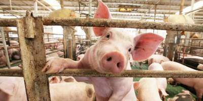 Десятки свиных трупов в реке в Хуанхэ: медики боятся, что это «коронавирус-2» - detaly.co.il - Китай