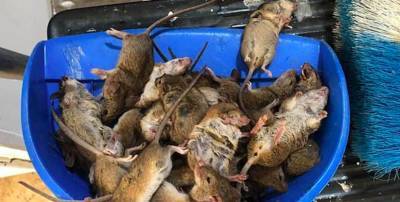 Нашествие мышей в Австралии: кусают людей и заражают лихорадкой - inform-ua.info - Австралия