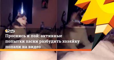 Проснись и пой: активные попытки хаски разбудить хозяйку попали на видео - ridus.ru