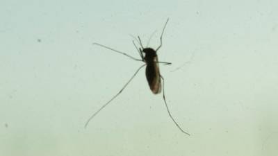 Ученые из России и США решили отучить комаров пить кровь - mir24.tv - Россия