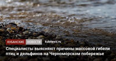 Специалисты выясняют причины массовой гибели птиц и дельфинов на Черноморском побережье - kubnews.ru - Россия - Краснодарский край - Новороссийск - Анапа