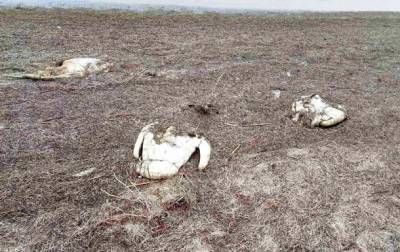В Херсонской области погибли 90 лебедей - korrespondent.net - Украина - Херсонская обл.
