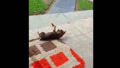 День щенков: песик, который играет с бабочкой – волшебное вирусное видео - 24tv.ua