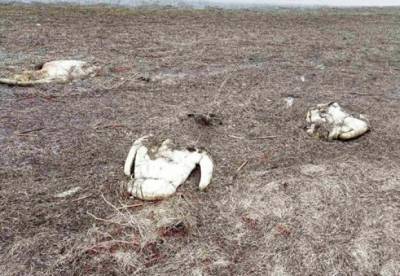 В Херсонской области погибли 90 лебедей - facenews.ua - Украина - Херсонская обл.