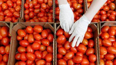 В Ростовской области уничтожат более 19 тонн заражённых томатов из Армении - russian.rt.com - Ростовская обл. - Армения