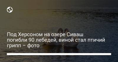Под Херсоном на озере Сиваш погибли 90 лебедей, виной стал птичий грипп – фото - liga.net - Украина - Херсон