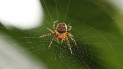 В Австралии ожидают нашествия смертельно опасных пауков - newdaynews.ru - Австралия