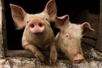 В исправительной колонии зафиксирована вспышка африканской чумы свиней - vologda-poisk.ru - Ярославль